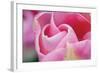 Pink Tulip I-Dana Styber-Framed Photographic Print