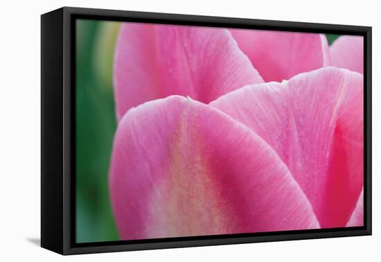 Pink Tulip II-Dana Styber-Framed Stretched Canvas