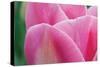 Pink Tulip II-Dana Styber-Stretched Canvas