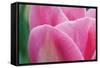 Pink Tulip II-Dana Styber-Framed Stretched Canvas