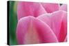 Pink Tulip II-Dana Styber-Stretched Canvas