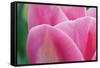 Pink Tulip II-Dana Styber-Framed Stretched Canvas