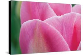 Pink Tulip II-Dana Styber-Stretched Canvas