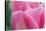 Pink Tulip II-Dana Styber-Stretched Canvas