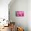 Pink Tulip II-Dana Styber-Photographic Print displayed on a wall