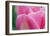 Pink Tulip II-Dana Styber-Framed Photographic Print