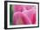 Pink Tulip II-Dana Styber-Framed Photographic Print