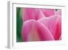 Pink Tulip II-Dana Styber-Framed Photographic Print