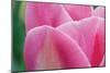 Pink Tulip II-Dana Styber-Mounted Photographic Print