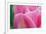 Pink Tulip II-Dana Styber-Framed Photographic Print