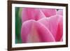 Pink Tulip II-Dana Styber-Framed Photographic Print