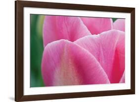 Pink Tulip II-Dana Styber-Framed Photographic Print