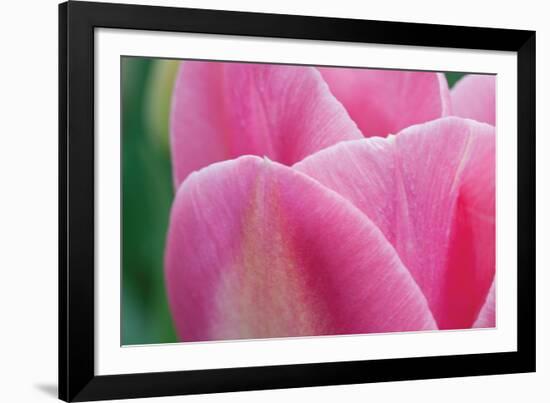 Pink Tulip II-Dana Styber-Framed Photographic Print