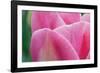 Pink Tulip II-Dana Styber-Framed Photographic Print