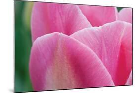 Pink Tulip II-Dana Styber-Mounted Photographic Print