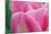 Pink Tulip II-Dana Styber-Mounted Photographic Print