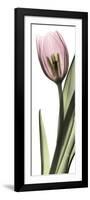 Pink Tulip Part 1-Albert Koetsier-Framed Premium Giclee Print