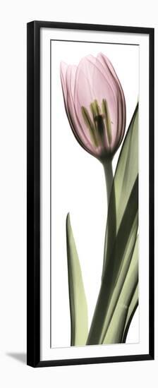 Pink Tulip Part 1-Albert Koetsier-Framed Premium Giclee Print