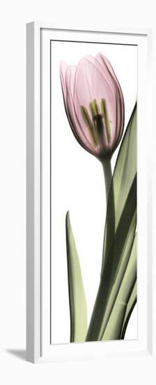 Pink Tulip Part 1-Albert Koetsier-Framed Premium Giclee Print