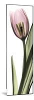 Pink Tulip Part 1-Albert Koetsier-Mounted Premium Giclee Print