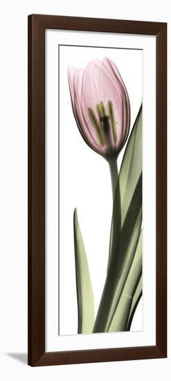 Pink Tulip Part 1-Albert Koetsier-Framed Art Print