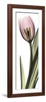 Pink Tulip Part 1-Albert Koetsier-Framed Art Print