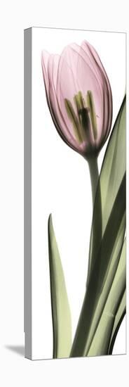 Pink Tulip Part 1-Albert Koetsier-Stretched Canvas