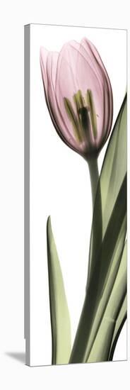 Pink Tulip Part 1-Albert Koetsier-Stretched Canvas