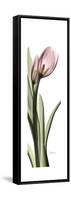 Pink Tulip Part 2-Albert Koetsier-Framed Stretched Canvas