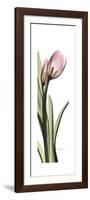 Pink Tulip Part 2-Albert Koetsier-Framed Premium Giclee Print