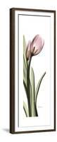 Pink Tulip Part 2-Albert Koetsier-Framed Premium Giclee Print