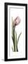 Pink Tulip Part 2-Albert Koetsier-Framed Premium Giclee Print