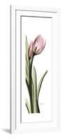 Pink Tulip Part 2-Albert Koetsier-Framed Premium Giclee Print