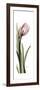 Pink Tulip Part 2-Albert Koetsier-Framed Premium Giclee Print