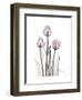 Pink Tulip Portrait-Albert Koetsier-Framed Premium Giclee Print