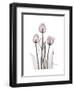 Pink Tulip Portrait-Albert Koetsier-Framed Premium Giclee Print