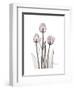 Pink Tulip Portrait-Albert Koetsier-Framed Premium Giclee Print