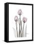 Pink Tulip Portrait-Albert Koetsier-Framed Stretched Canvas