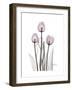 Pink Tulip Portrait-Albert Koetsier-Framed Premium Giclee Print