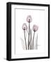 Pink Tulip Portrait-Albert Koetsier-Framed Premium Giclee Print