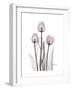 Pink Tulip Portrait-Albert Koetsier-Framed Premium Giclee Print