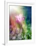 Pink Tulip under the Sunshine-alin b.-Framed Art Print