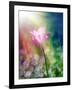 Pink Tulip under the Sunshine-alin b.-Framed Art Print