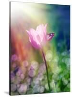 Pink Tulip under the Sunshine-alin b.-Stretched Canvas