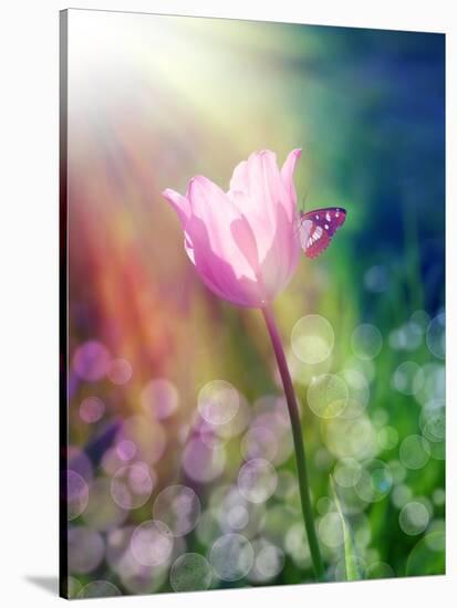 Pink Tulip under the Sunshine-alin b.-Stretched Canvas