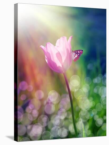 Pink Tulip under the Sunshine-alin b.-Stretched Canvas