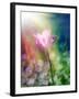 Pink Tulip under the Sunshine-alin b.-Framed Art Print