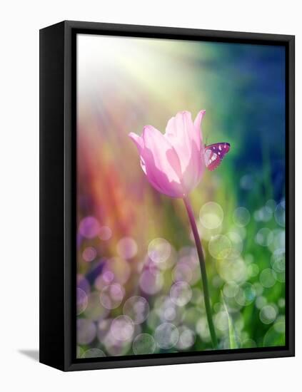 Pink Tulip under the Sunshine-alin b.-Framed Stretched Canvas