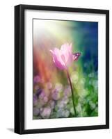 Pink Tulip under the Sunshine-alin b.-Framed Art Print