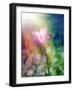 Pink Tulip under the Sunshine-alin b.-Framed Art Print